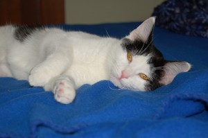 Katrina - a.k.a. Bushy Tail